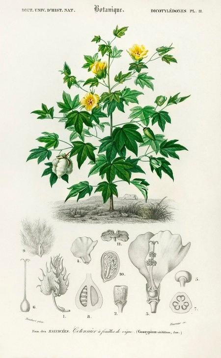 Gossypium vitinifolium – jeden z gatunków bawełny Gossypium vitinifolium – jeden z gatunków bawełny