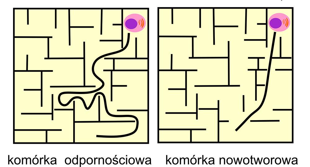 Różne sposoby migracji komórek. Ilustr. autorka Różne sposoby migracji komórek. Ilustr. autorka