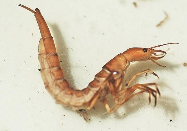 Larwa pływaka żółtobrzeżka. Fot. Grzegorz Tończyk Larwa pływaka żółtobrzeżka. Fot. Grzegorz Tończyk