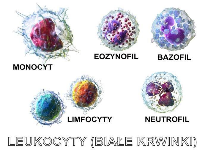Różne rodzaje leukocytów. Rys. Blausen.com, CC BY, spolszczenie; Cogiteon Leukocyty