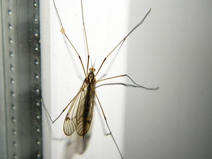 Tipula oleracea