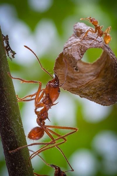 Robotnica wraz ze swą ochroną na liściu, mrówki Atta cephalotes, fot. Piotr Naskrecki, CC BY-SA Osmoza urzadzenie