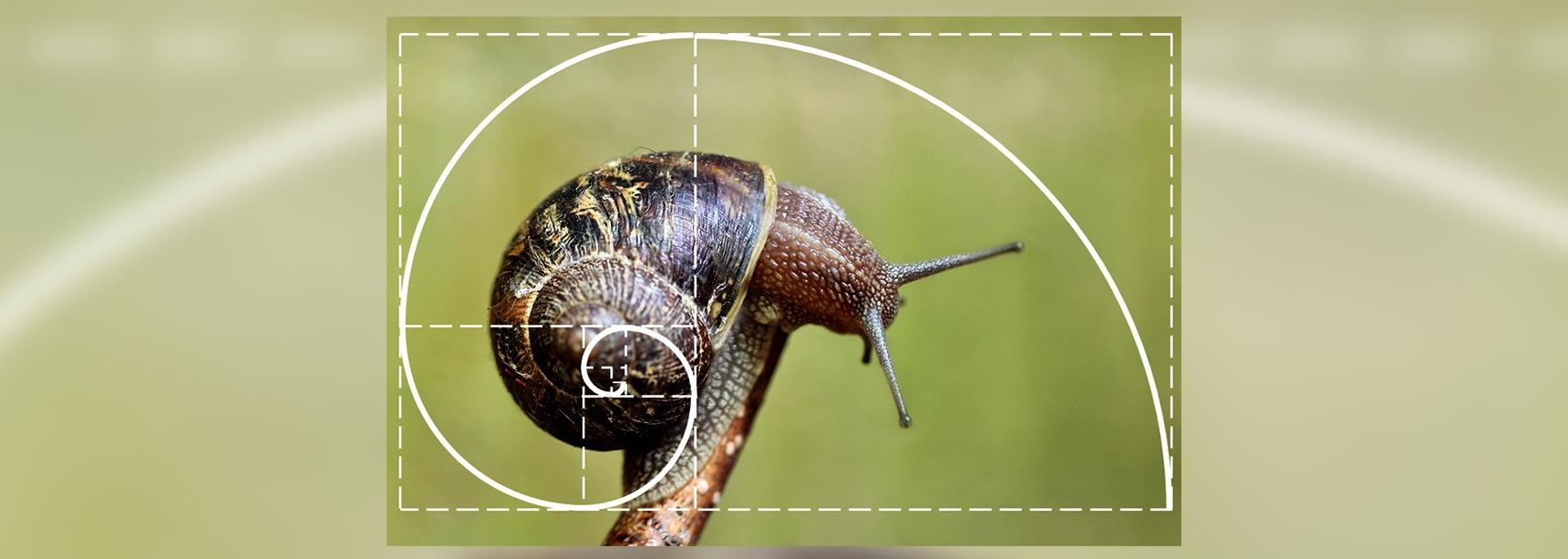 Nauka&hobby: złoty podział, czyli matematyczne narzędzie dla fotografa
