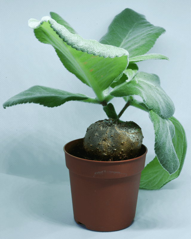 Sinningia leucotricha – roślina kaudeksowa Sinningia leucotricha – roślina kaudeksowa