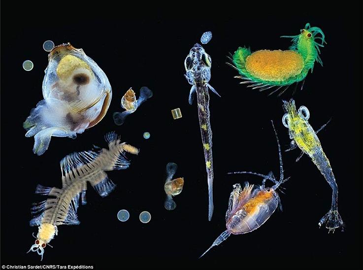 Przedstawiciele planktonu. Może wśród nich jest jakiś zjadacz wirusów? Fot. Christian Sardet/CNRS/Tara expeditions, CC BY-SA Plankton