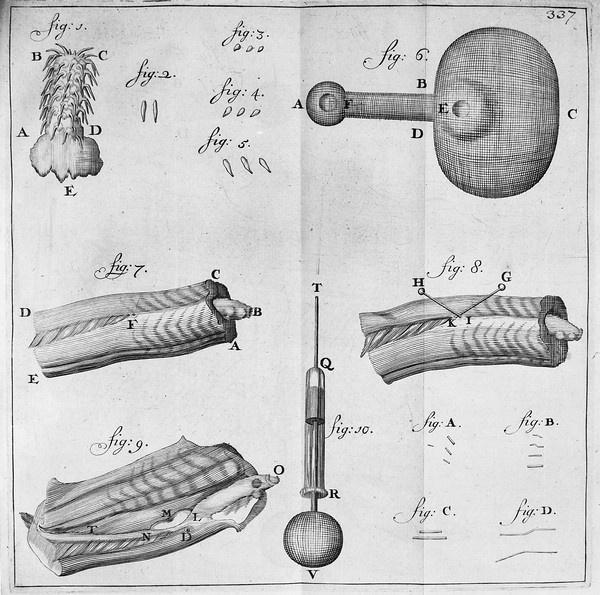 Bakterie, szkic – Antoni van Leeuwenhoek, “Arcana naturae detecta”, 1695 Bakterie, szkic – Antoni van Leeuwenhoek, “Arcana naturae detecta”, 1695