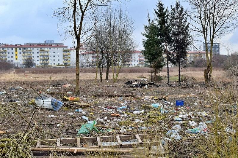Wnętrze działki na której powstanie Cogiteon. Fotografia z 2019 roku. las