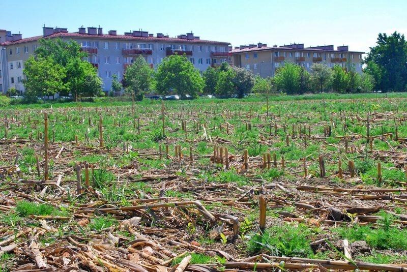 Jedno z pól uprawnych należących wcześniej do prywatnego właściciela. dzialka